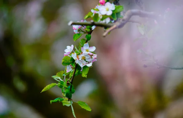 春に果樹園でリンゴの木を咲かせます 自然の中で晴れた日屋外 — ストック写真