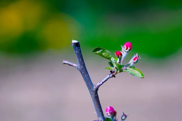 Bloeiende Appelboom Boomgaard Het Voorjaar Tegen Zonnige Dag Natuur Buiten — Stockfoto