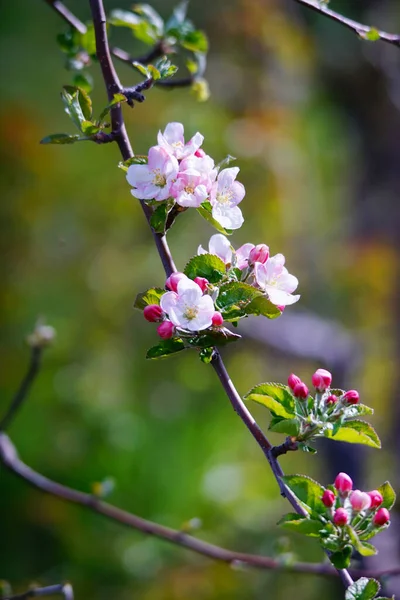 Floraison Pommier Dans Verger Printemps Contre Journée Ensoleillée Dans Nature — Photo