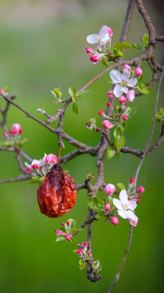 Квітуча Яблуня Саду Навесні Проти Сонячний День Природі Відкритому Повітрі — стокове фото