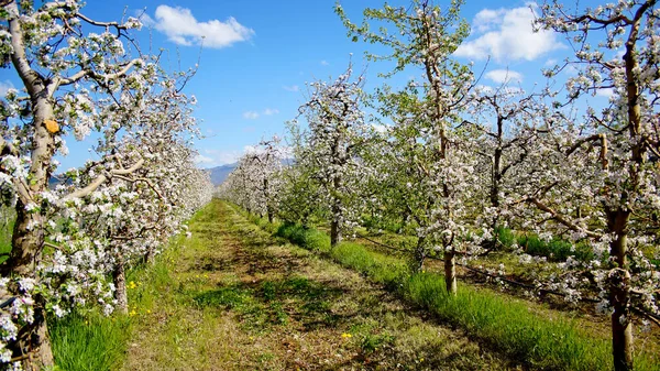 Manzano Floreciente Huerto Primavera Contra Día Soleado Naturaleza Aire Libre —  Fotos de Stock