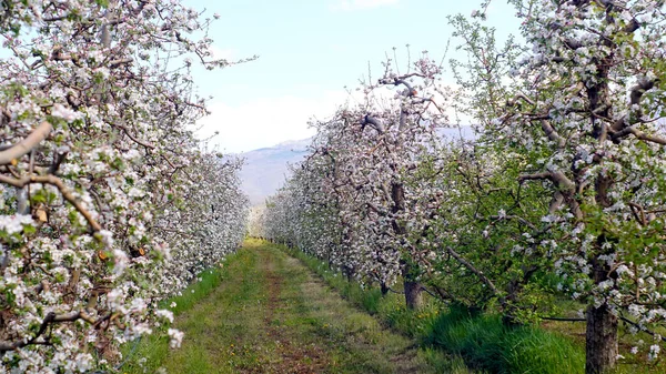果园里盛开的苹果树迎头赶上 野外阳光灿烂的日子 免版税图库图片