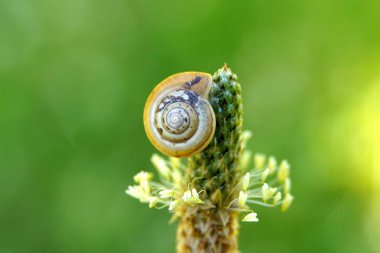 Deniz kabuğundaki küçük bir salyangoz bitki çiçeğinin üzerinde emekler, bahçede bir yaz günü. Bahçedeki küçük bir salyangozu kapat, yumuşakça. .
