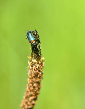 Malachite böceği, Malachius bipustulatus, Melyridae familyasından yumuşak kanatlı çiçek böcekleri, bir bitki üzerinde. Prespa bölgesi, Macedonia Baharı, Mayıs,
