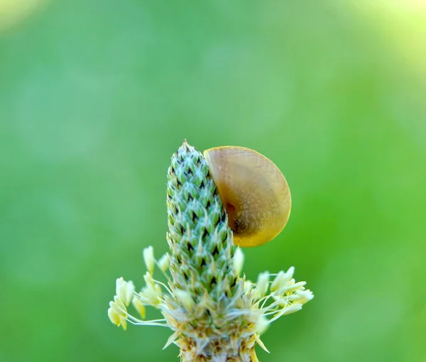 Kleine Schnecke Einem Gehäuse Kriecht Auf Der Plantage Pflanze Blume — Stockfoto