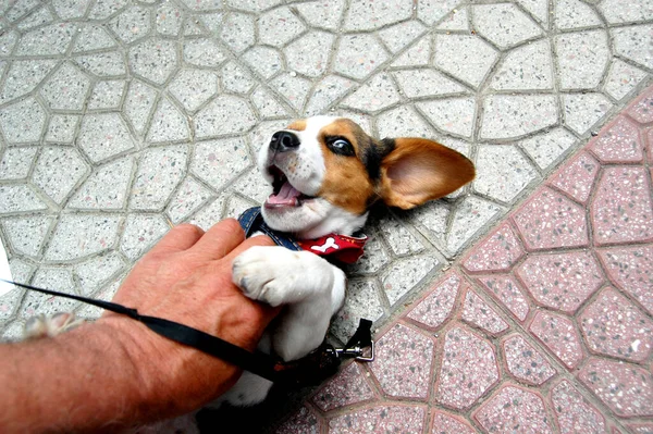 Małe Słodkie Beagle Szczenięta Psów — Zdjęcie stockowe