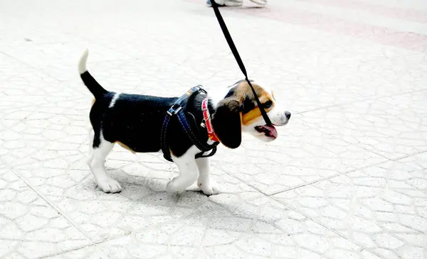Kis Aranyos Beagle Kölyök Kutya — Stock Fotó