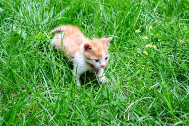 Mavi gözlü sevimli beyaz kahverengi komik kedi yavrusu..