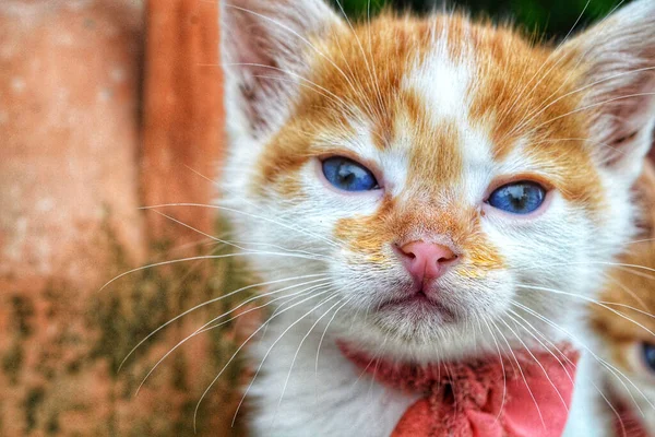 Cute White Brown Funny Kitten Blue Eyes — Stock Photo, Image