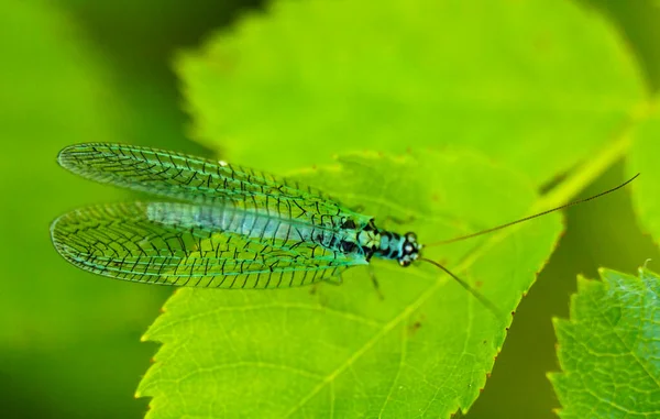 Chrysopidae Inseto Azul Lacewing Uma Folha Verde Uma Planta — Fotografia de Stock