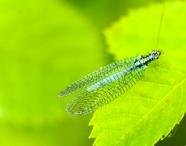Chrysopidae Insect Blue Lacewing Auf Einem Grünen Blatt Einer Pflanze — Stockfoto
