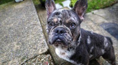 Güzel köpeğin yakın çekimi, Fransız bulldog köpeği pozu, evcil hayvan aşkı, hayvan hayatı. Kameraya bakıyorum..