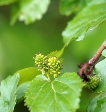beyaz dut dalda olgunlaşıyor, hafif bokeh.