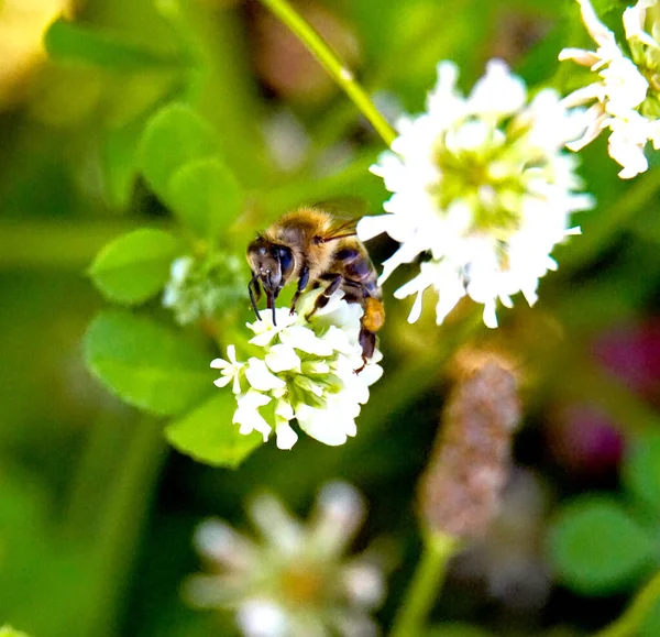 꿀벌은 꽃에서 꽃가루를 모은다 — 스톡 사진