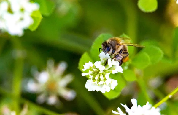 Honey bee collecting pollen from herbal flowers