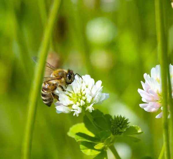 Медова Бджола Збирає Пилок Трав Яних Квітів Ліцензійні Стокові Зображення