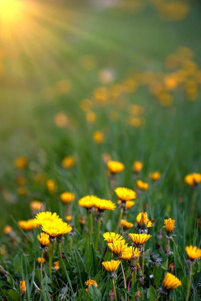 Field Dandelions Sunset Spring Nature Theme — Stock Photo, Image