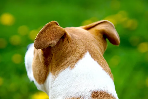 American Staffordshire Terrier Avec Des Oreilles Non Coupées Sur Fond — Photo