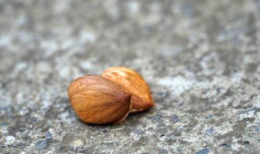 Kayısı meyvesi çekirdeği, beton arka planda çukur..