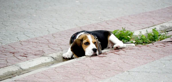 Söt Beagle Valp Med Allvarligt Ansikte Ligger Trottoaren Väg Porträtt — Stockfoto
