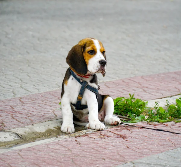 真剣な顔をしたかわいいビーグル子犬は舗装路に横たわっています 素敵な犬の肖像画 — ストック写真