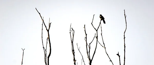 Black bird perched on a twig. branch of almond tree