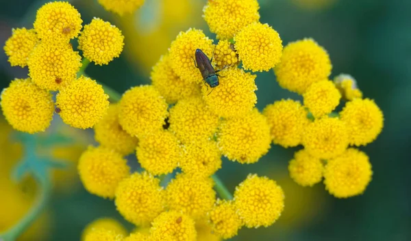 Insecte Sur Sommet Fleurs Helichrysum Gros Plan Photos De Stock Libres De Droits