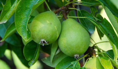 Meyve bahçesindeki ağaçta olgunlaşan armutlar