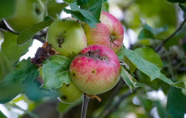 Unwohlsein Den Äpfeln Obstgarten Stockbild