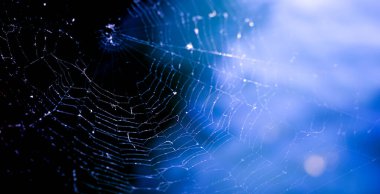 Mavi arkaplanda örümcek ağı ya da örümcek ağı, yatay fotoğraf.