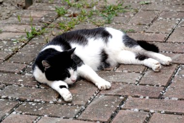 Yerde yatan evcil kedi.