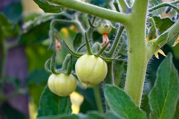 Pomodori Verdi Che Crescono Orto — Foto Stock