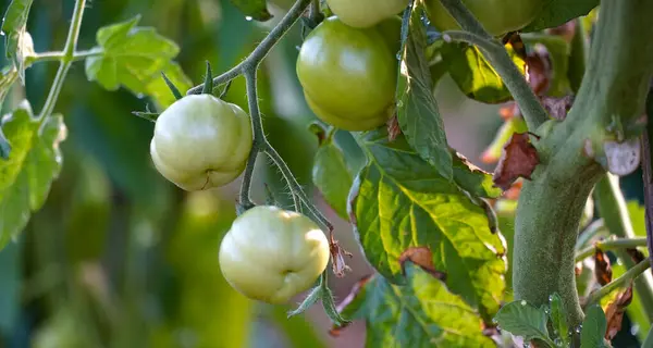 Green Tomatoes Growing Vegetable Garden — ストック写真
