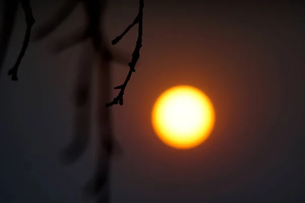 Heißer Sommermorgen Sonne Die Durch Einen Baum Scheint — Stockfoto