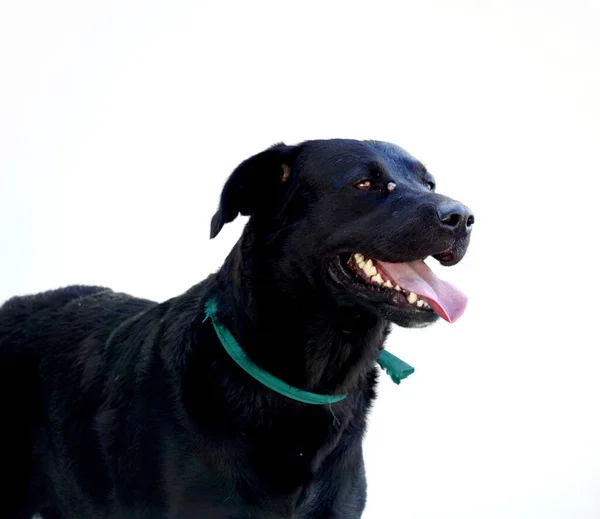 Портрет Чёрной Бродячей Собаки — стоковое фото