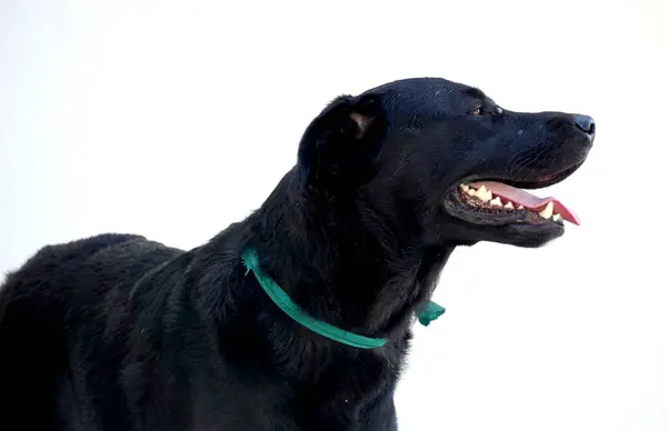 Portret Czarnego Zabłąkanego Psa — Zdjęcie stockowe