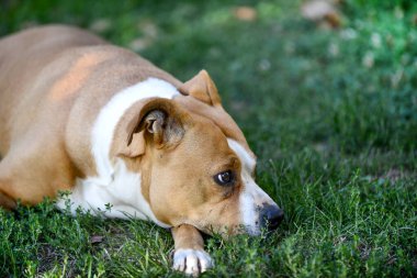 Dışarıda çimlerin üzerinde yatan düşünceli kıdemli amstaff köpeği..