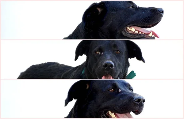黒い野良犬の肖像画 コラージュ — ストック写真