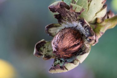 Olgun Fındık ceviz ağacının