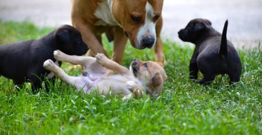 Amstaff köpeği köpek yavrularıyla oynuyor..