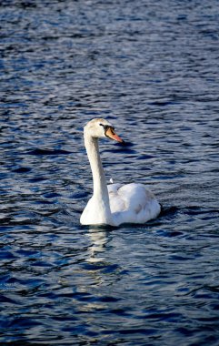 Makedonya 'nın Ohri Gölü' nde Bir Kuğu Fotoğrafı.