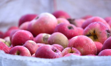 Meyve suyu endüstrisi için elmalar bir ağda toplandı..
