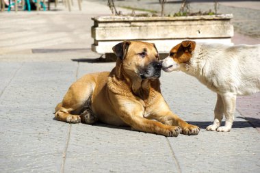Sokakta başıboş köpekler dolaşıyor. .