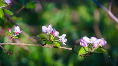 Baharda çiçek açan elma bahçesi. Macaristan, Avrupa. Güzellik dünyası.