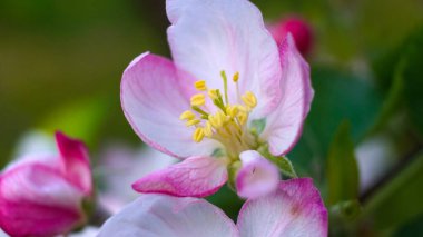 Baharda çiçek açan elma bahçesi. Macaristan, Avrupa. Güzellik dünyası.