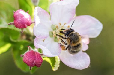 Uçan bal arısı elma çiçeğinden arı poleni topluyor. Arı bal topluyor..