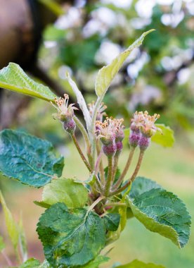Bahar Yağmuru - Çiçek açan elma ağacının pembe ve beyaz çiçeklerinin üzerine yağmur damlaları.