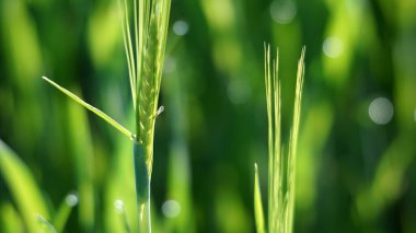 Tarlada Yeşil Buğday Büyüyor