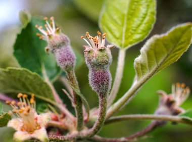 Elma yumurtalığı. Çiçek açtıktan sonra elma çiçek açar. Çiçek açtıktan sonra meyveler oluşur. Seçici odak