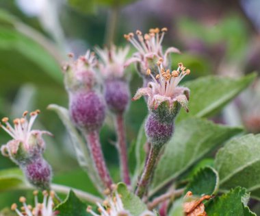 Elma yumurtalığı. Çiçek açtıktan sonra elma çiçek açar. Çiçek açtıktan sonra meyveler oluşur. Seçici odak